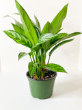 Aglaonema: Tigress