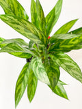 Aglaonema: Tigress