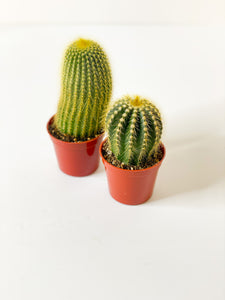 Cactus: Various sizes and types