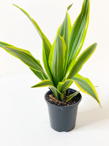 Dracaena: Lemon Surprise