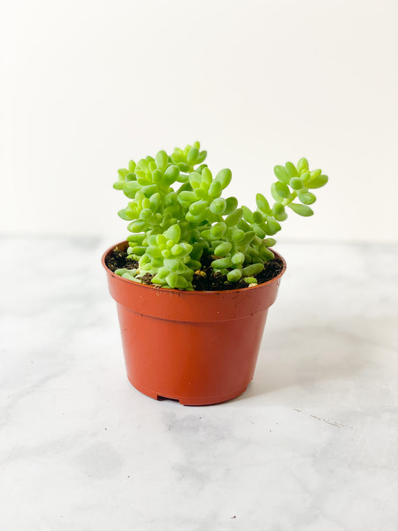 Succulent: Donkey Tail