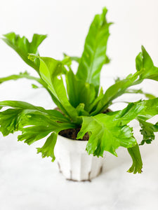 Fern: Birdnest