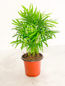 Cat Palm - 4"