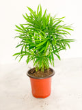 Cat Palm - 4"