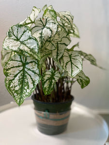 Foliage: Caladium