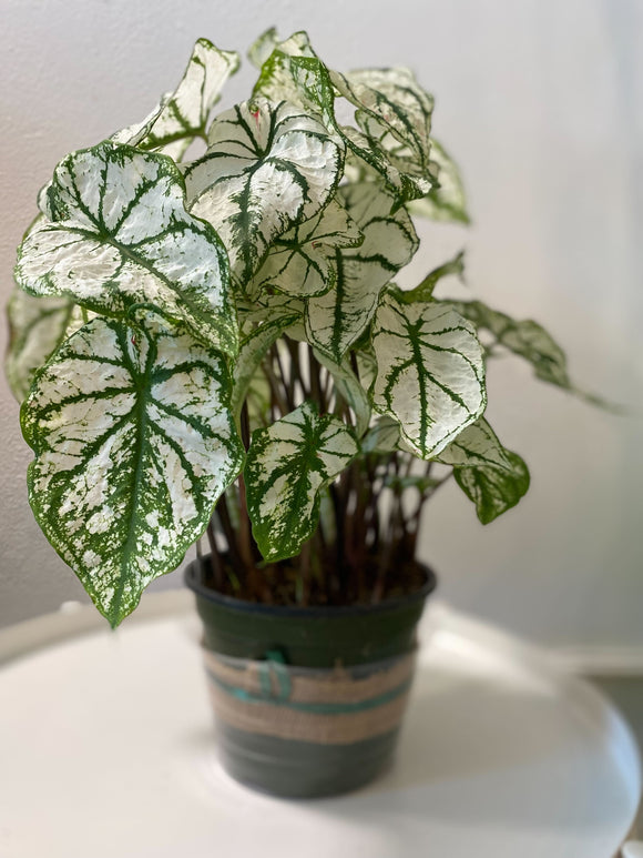 Foliage: Caladium