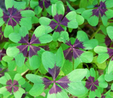 Foliage: Oxalis