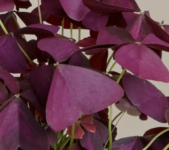 Foliage: Oxalis