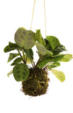 Feb 25 - Kokedama Class (Tuesday, 6-8pm)