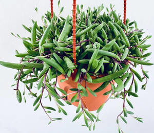 Succulent: String Of Pickles