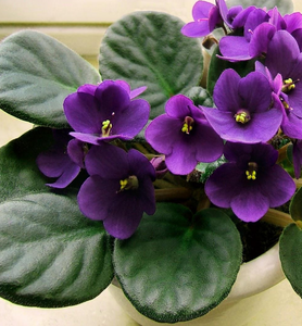 Foliage:  Violet