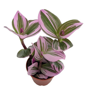 Foliage: Tradescantia Bubblegum Lilac