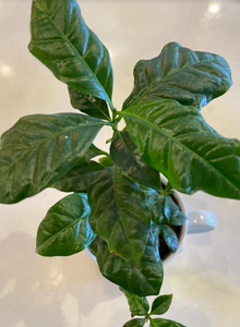 Foliage: Coffee Plant