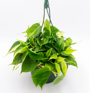 Philodendron: Cordatum Brasil