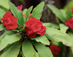 Blooming: Crown of Thorns