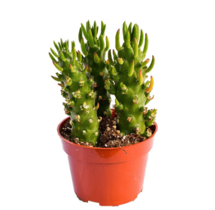 Cactus: Eve's Pin