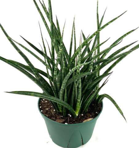 Sanseveria: Fernwood