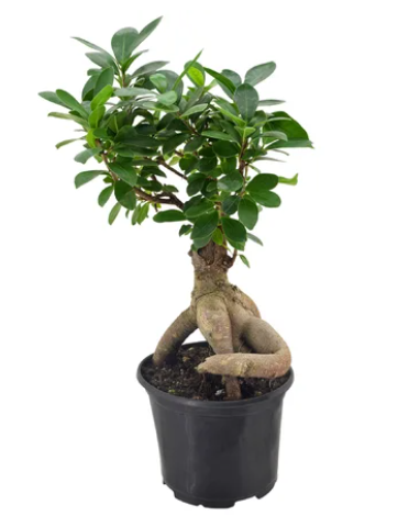 Ficus: Microcarpa