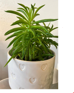 Peperomia: Green Bean