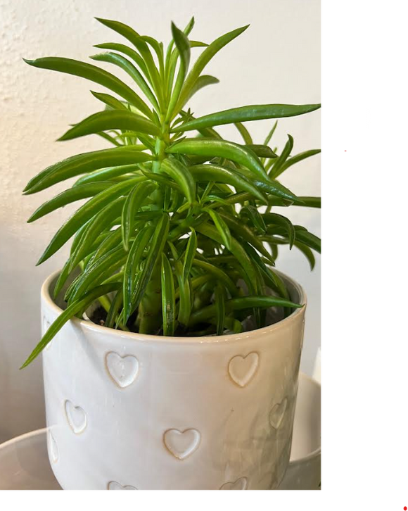 Peperomia: Green Bean