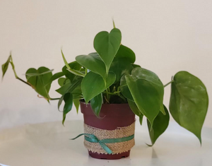 Philodendron: Heart Leaf