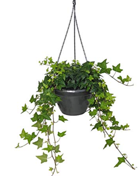 English Ivy 6