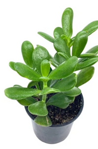 Jade Plant