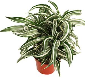 Dracaena: Jade Jewel