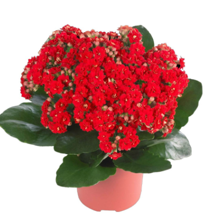 Kalanchoe Hybrid