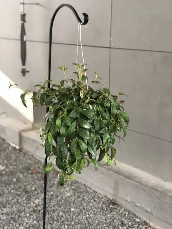 Foliage: Lipstick plant