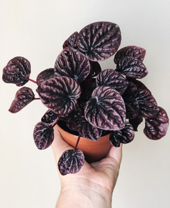 Emerald Ripple Peperomia