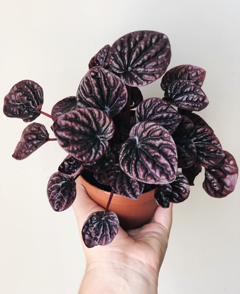 Emerald Ripple Peperomia
