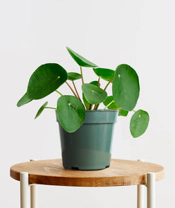 Peperomia: Pilea