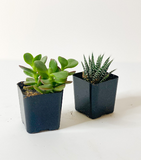 Succulent: Various sizes and varieties