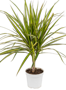 Dracaena: Dragon Tree