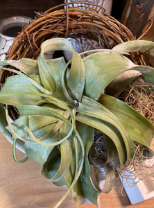 Tillandsia: Xerographica Wreath "AirPlant"